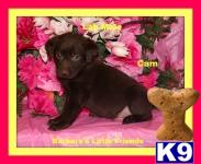 Puppies in Scottsville